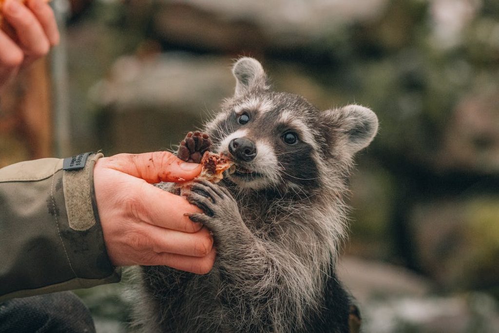 can-you-own-a-raccoon-in-texas-is-racoon-allowed-yihy