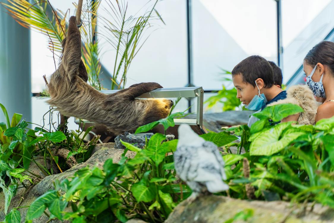 Can You Own a Sloth in Texas? Is it legal as Pet - YIHY