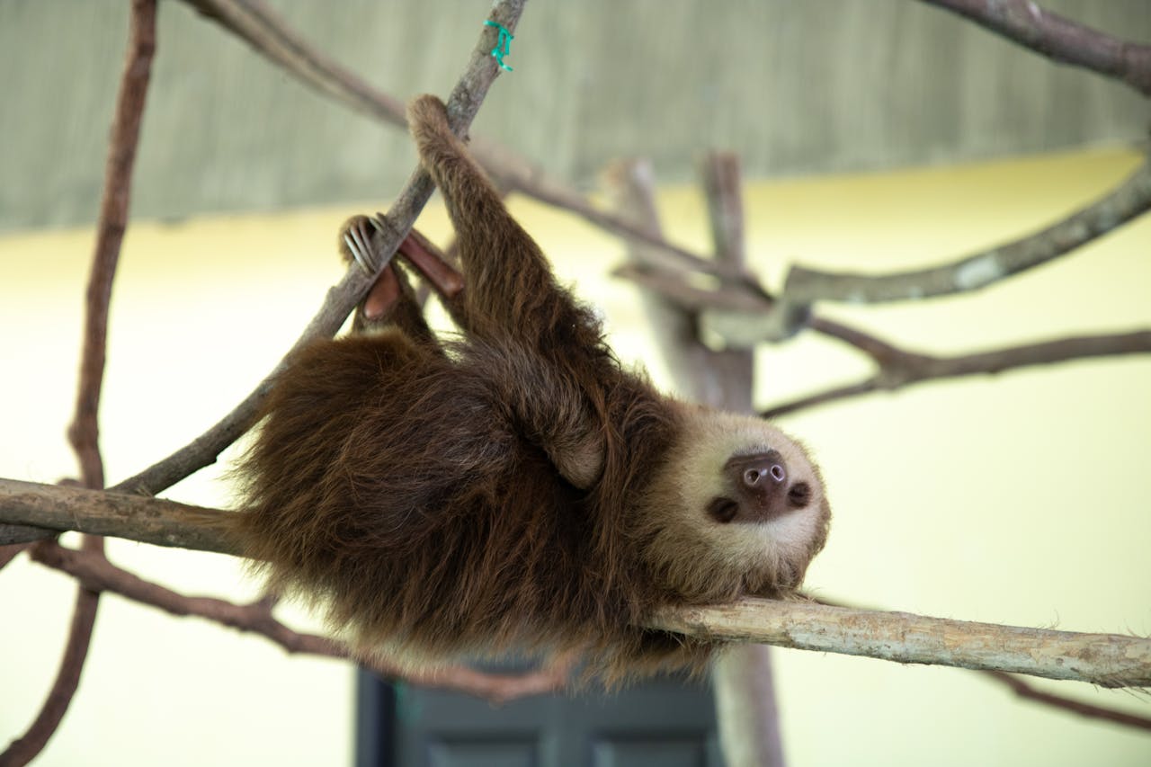 Can You Own a Sloth in Texas? Is it legal as Pet