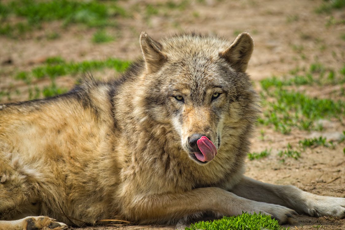Can You Own a Wolf in Texas? Legal as Pet?