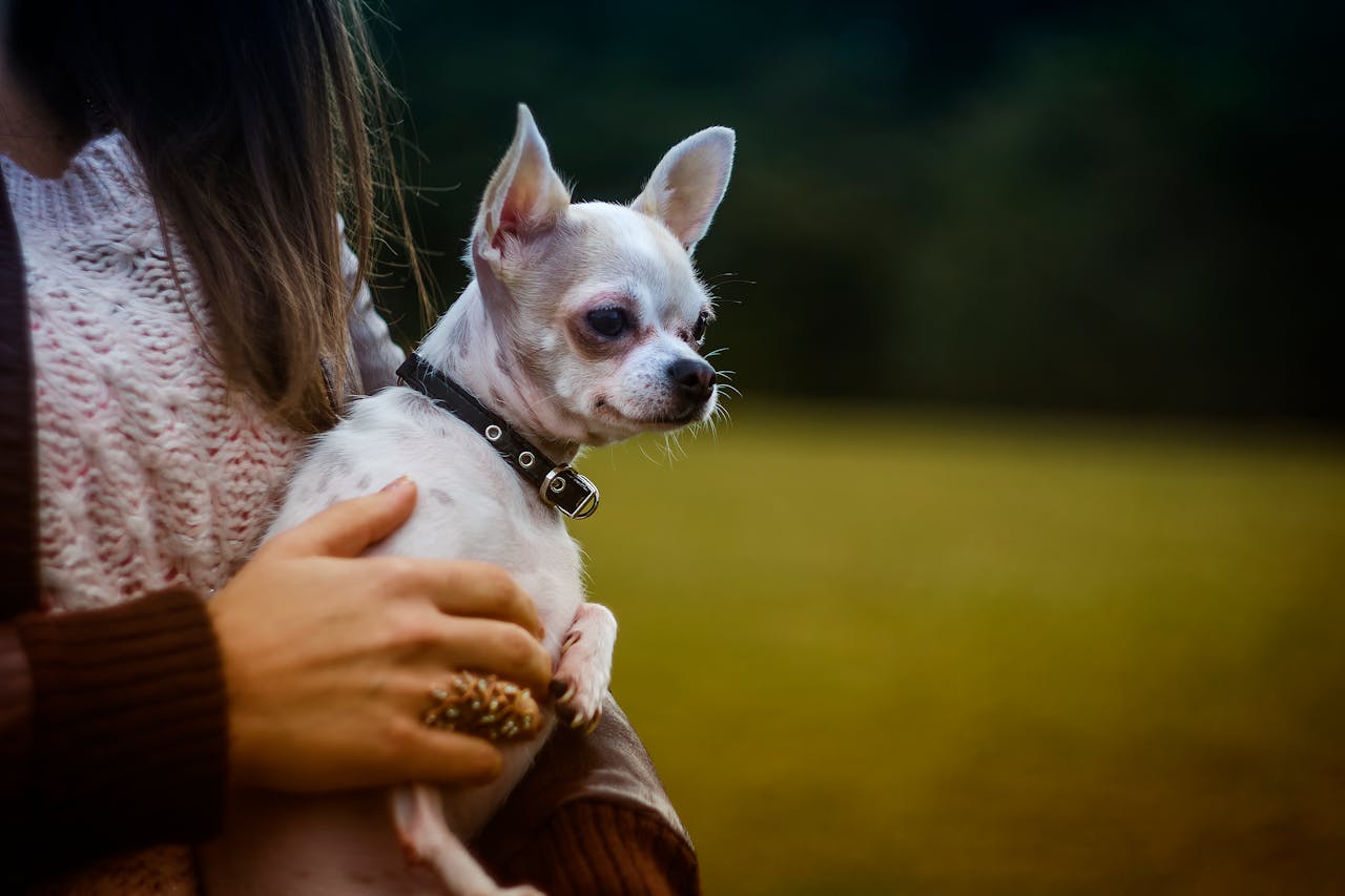 Chihuahuas Lifespan – How Long Do Chihuahuas Live