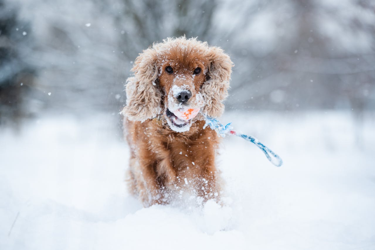 What Do Cocker Spaniels Usually Die From? Top 5 Causes YIHY