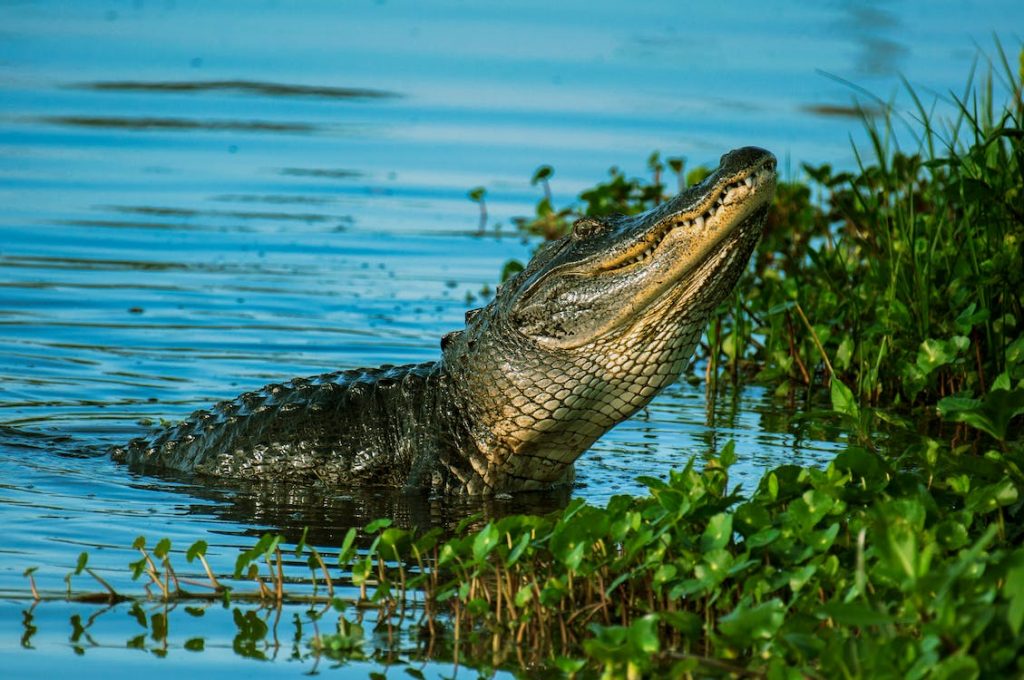 Crocodile Years to Human Years