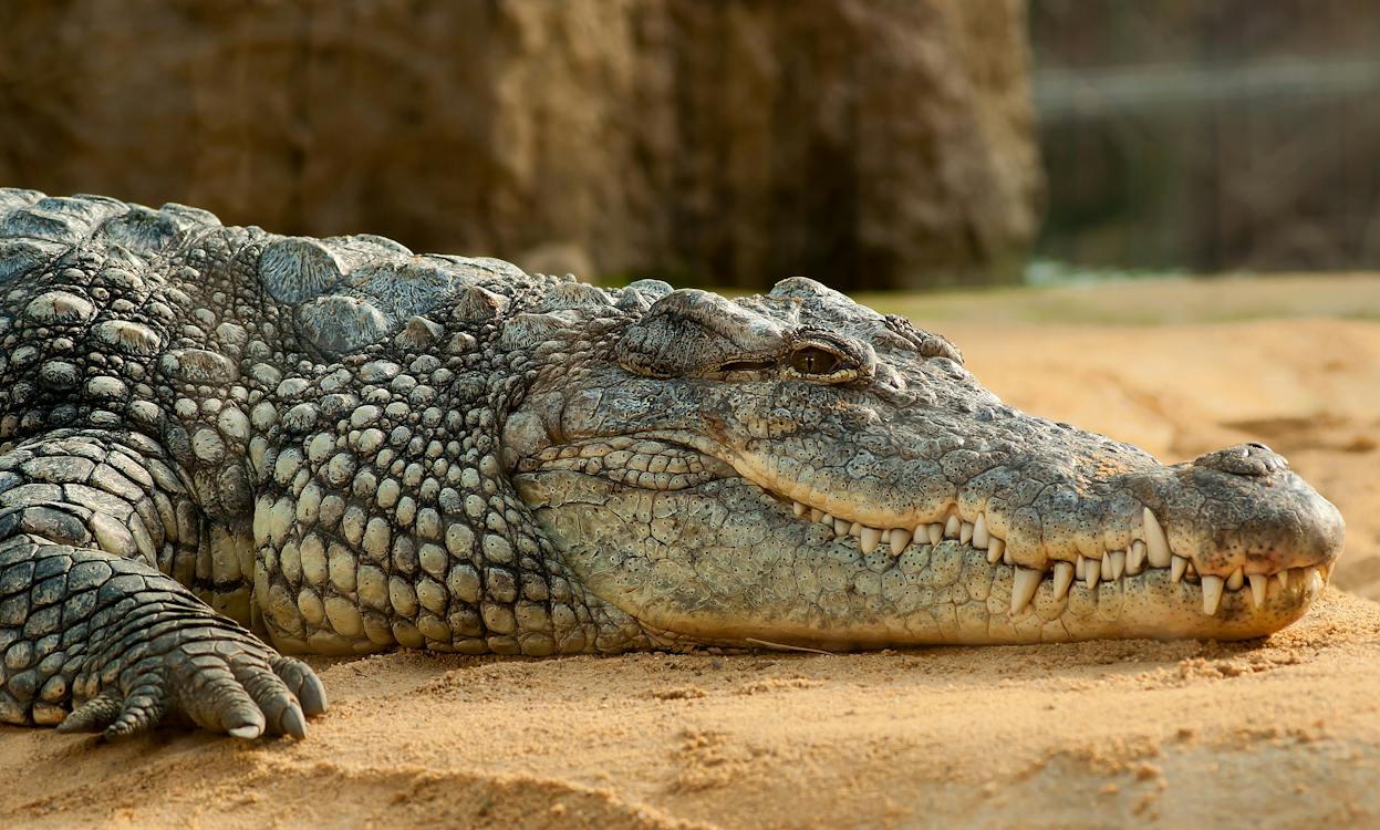 Crocodile Years to Human Years