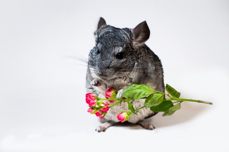What Can I Feed My Chinchilla if I'm out of Food