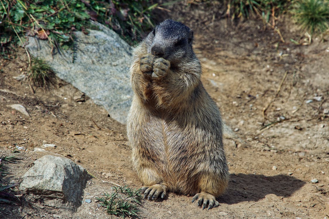 Punxsutawney Groundhog Day 2025 Tickets, Results, Events, Meaning