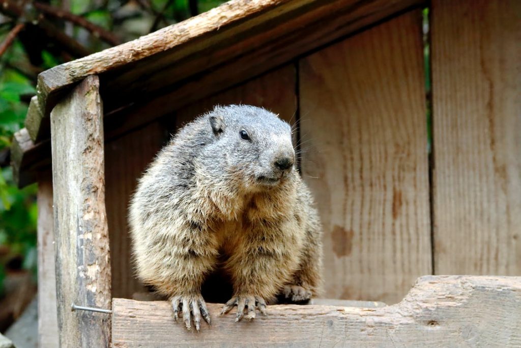 Punxsutawney Groundhog Day 2025 Tickets, Results, Events, Meaning