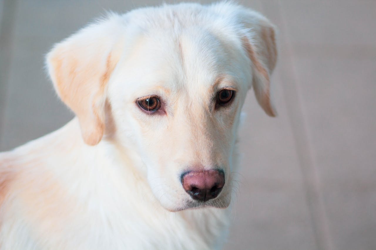 When is National Labrador Retriever Day 2025 YIHY