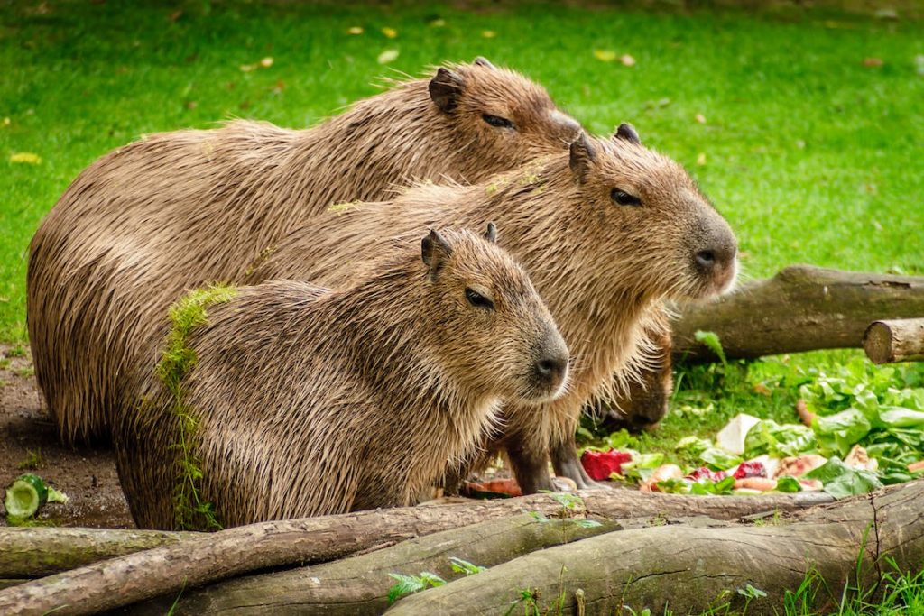 what-animals-are-illegal-to-own-in-texas-pets-and-wild-yihy