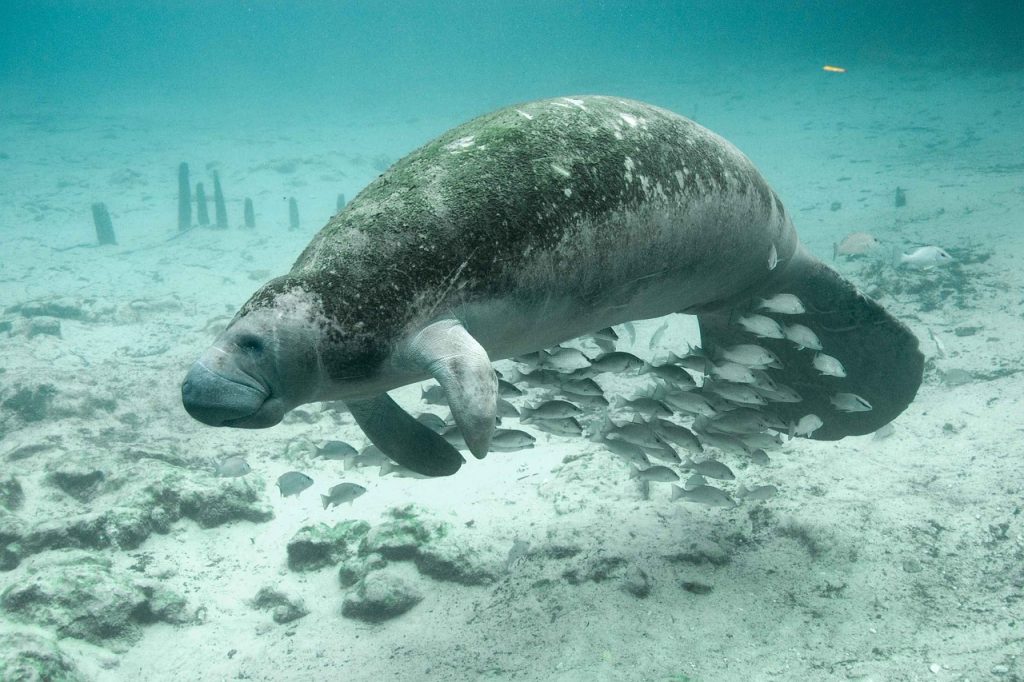 Manatee Appreciation Day 2024
