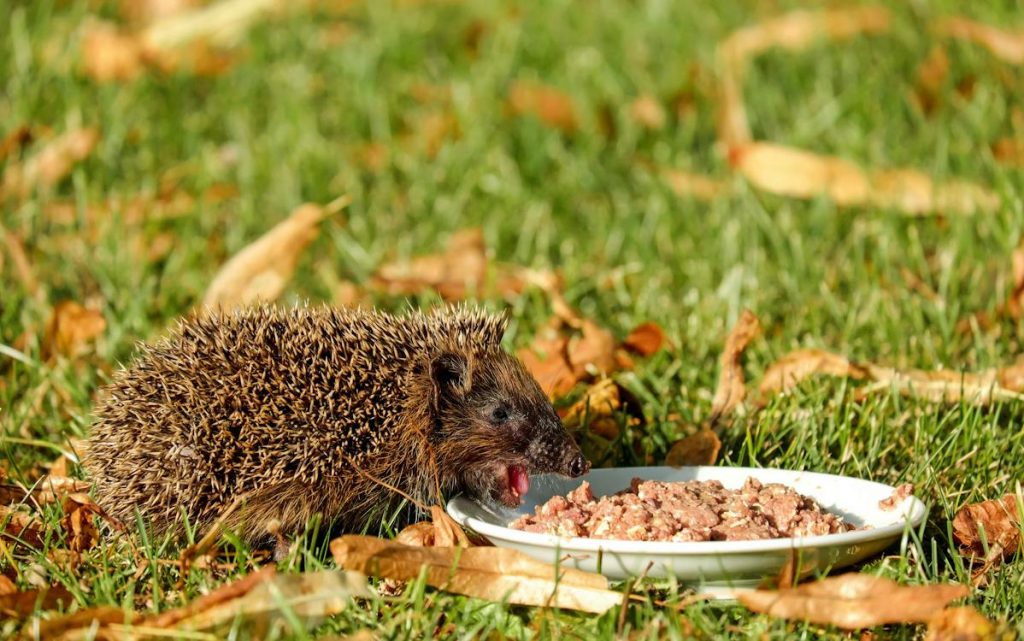 National Hedgehog Day 2024 Theme