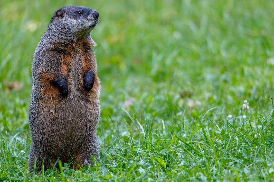 Punxsutawney Groundhog Day 2025 Tickets, Results, Events, Meaning, Predictions