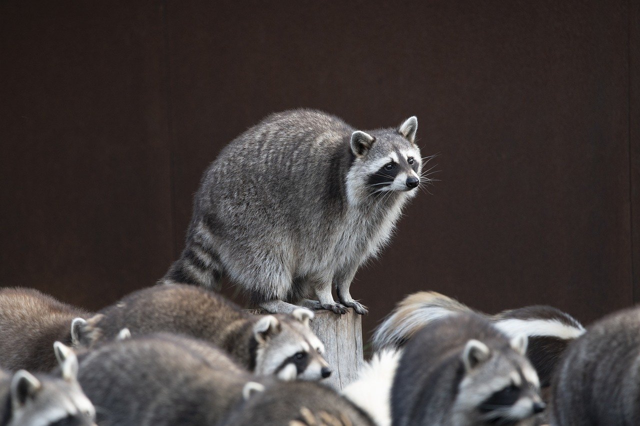 Top 5 Raccoon Behavior Characteristics – Habitat, Diet, Social Behavior