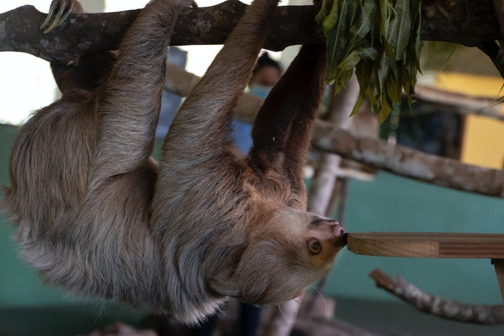 Sloth Age in Human Years