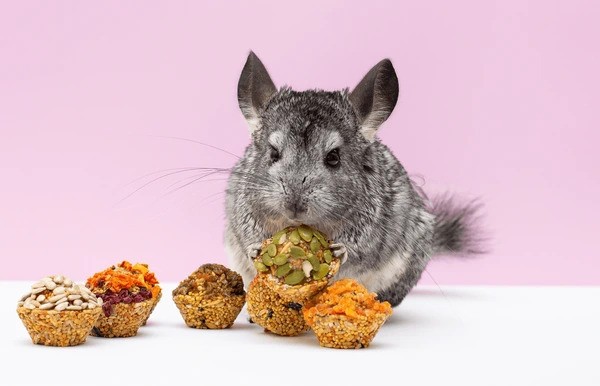 What Can I Feed My Chinchilla if I’m out of Food