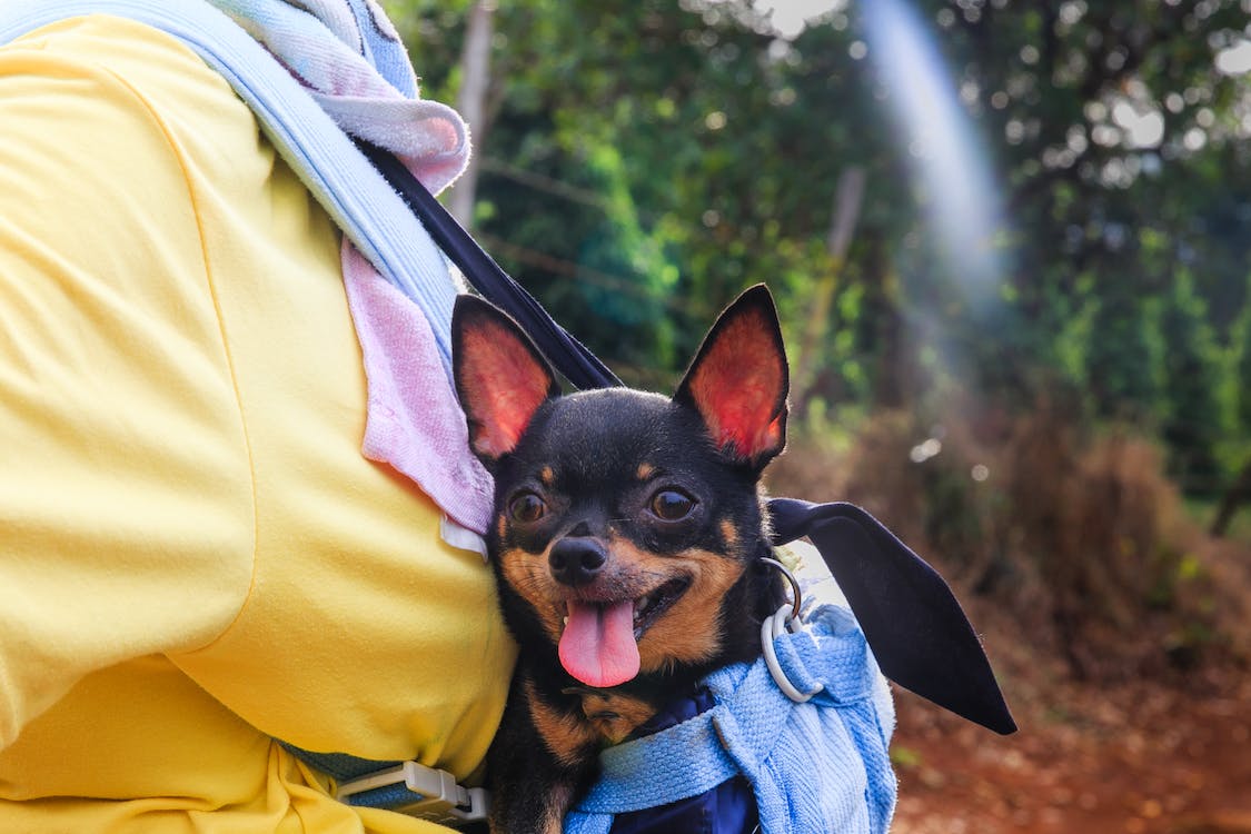 What Do Chihuahuas Usually Die From – #3 Will Shock You