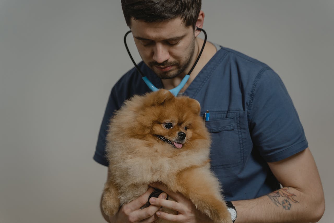 What Do Pomeranian Usually Die From (Its Common Health Issues)