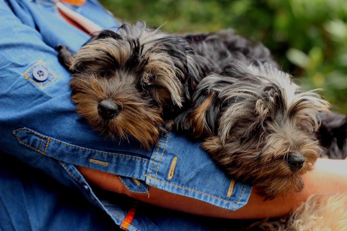 What Do Yorkies Usually Die From (#2 is Shocking)