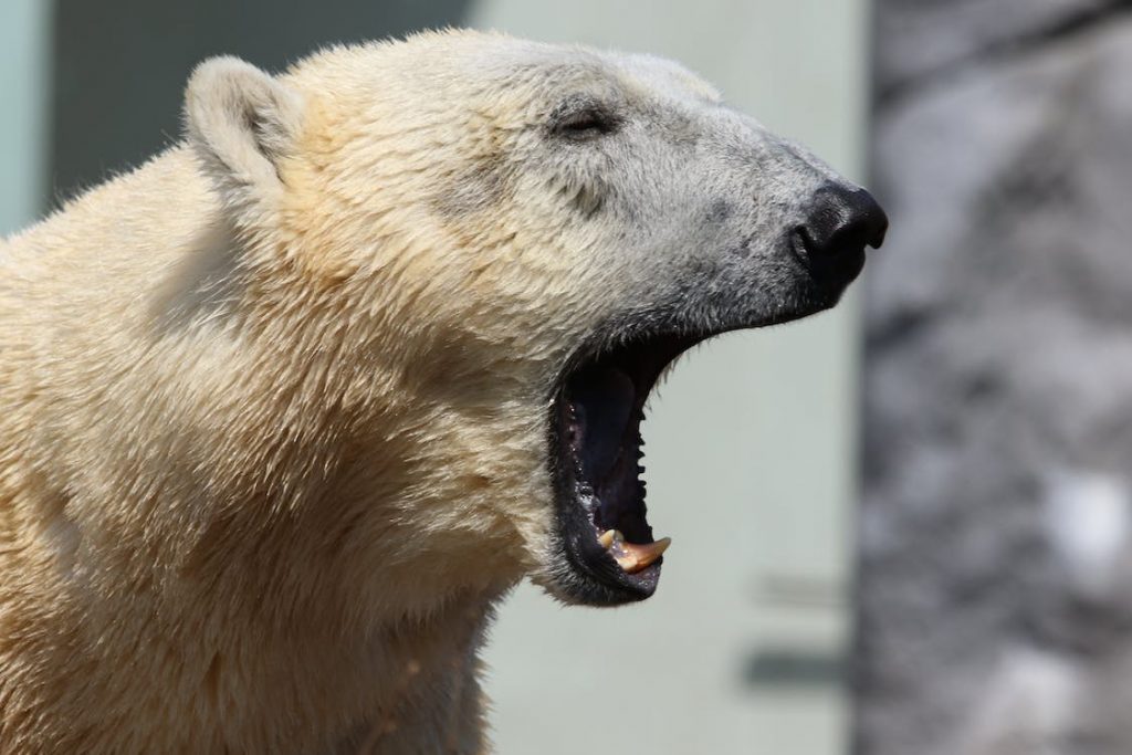 When is World Bear Day 2024