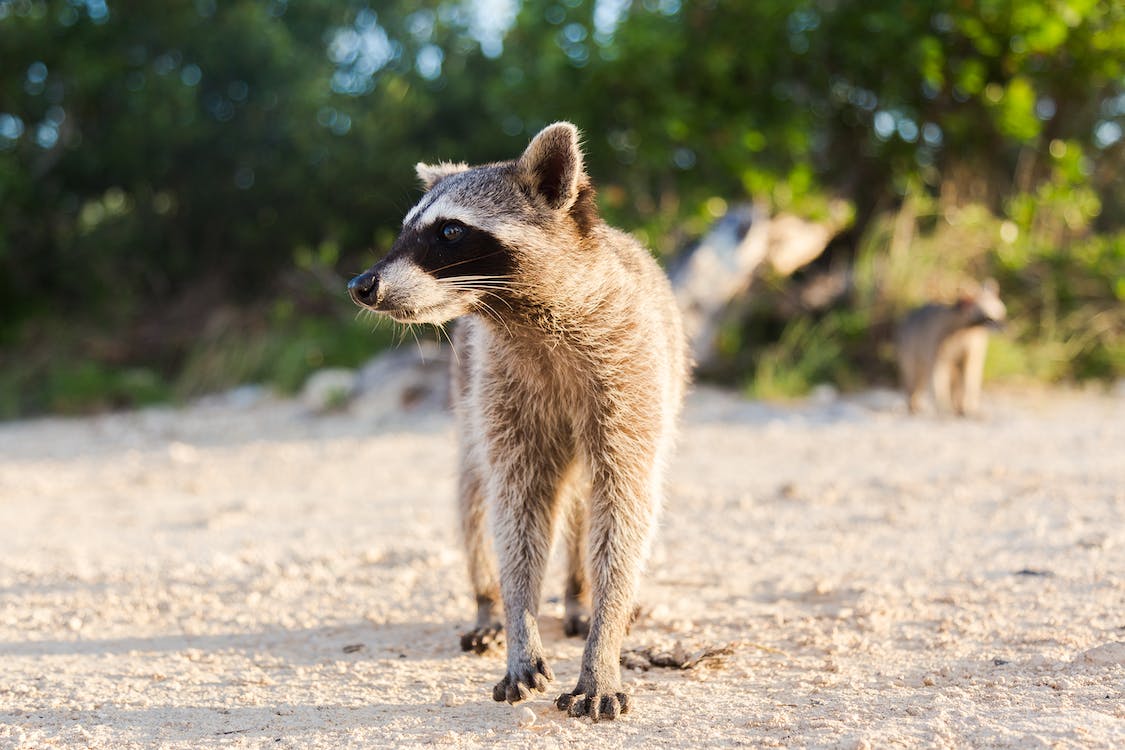 Where Is It Legal to Own a Raccoon – Detailed Guide