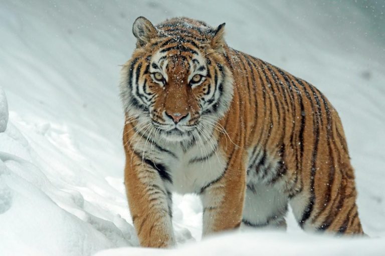 what-animals-are-illegal-to-own-in-texas-pets-and-wild-yihy