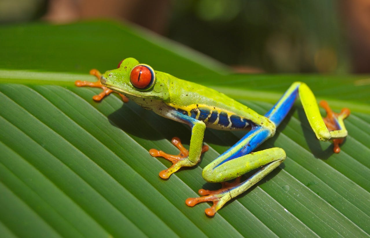 When is World Frog Day 2024 Activities, Events, Theme