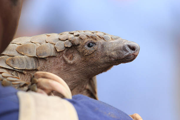 World Pangolin Day 2024 Quotes, Activities, Theme