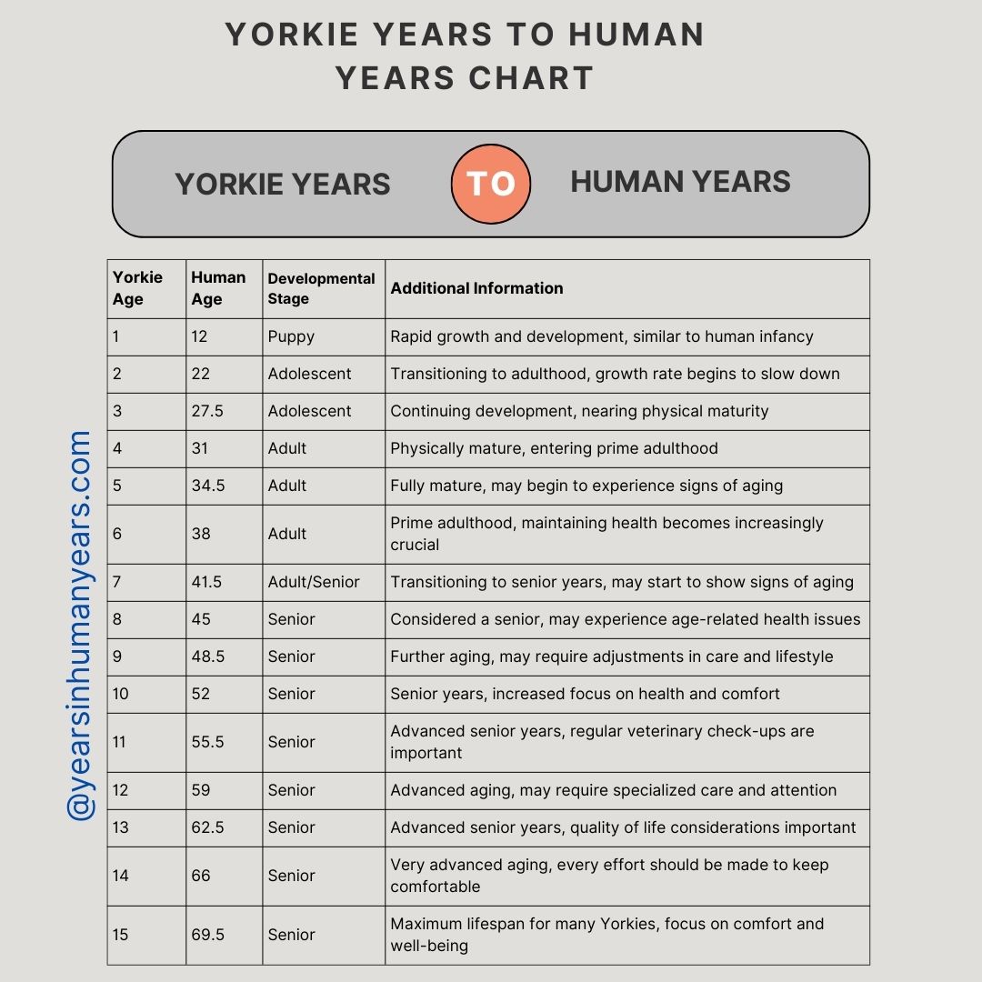 Yorkie Years to Human Years (How Long Do Yorkies Live in Human Years