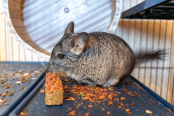 healthy snacks for chinchillas