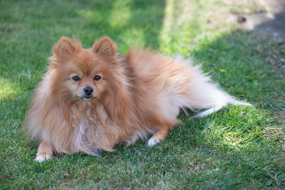 17 Signs of Pomeranian Dying You Should Know - YIHY