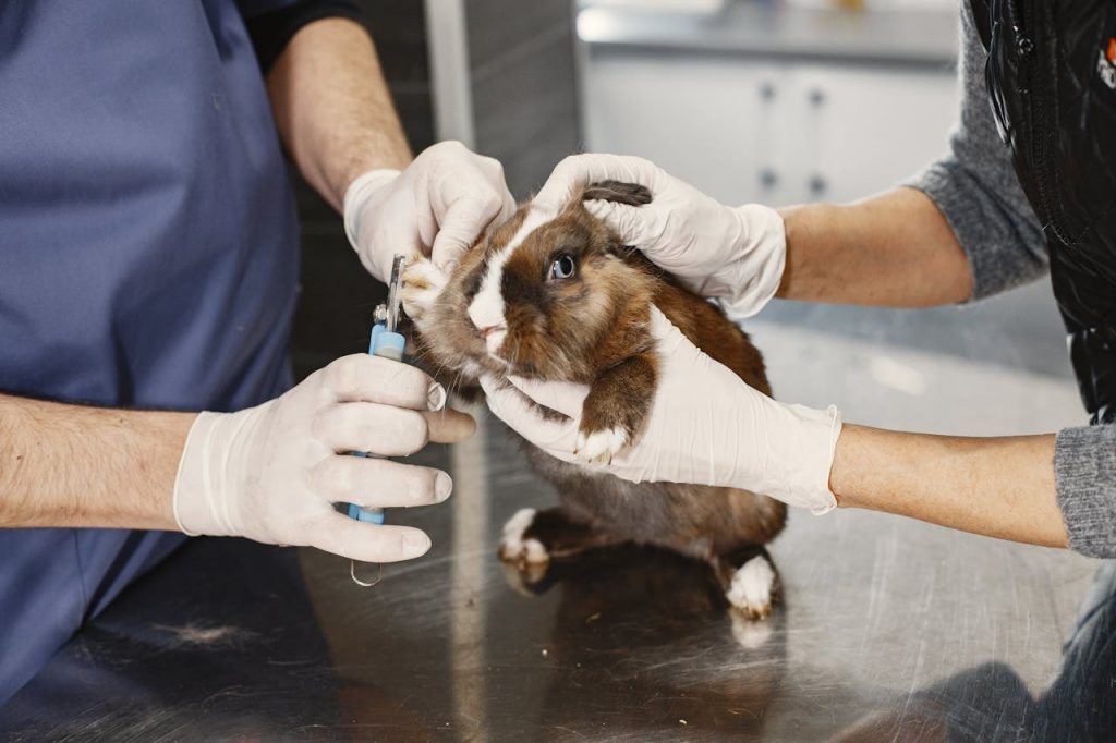 Guinea Pig Gestation Period