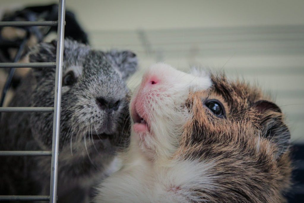 Guinea Pig Pregnancy Calculator