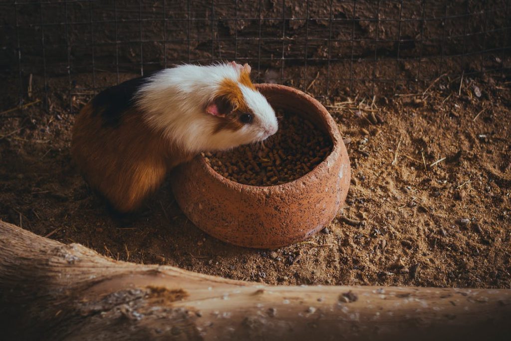 How to tell when a guinea pig is about to give birth