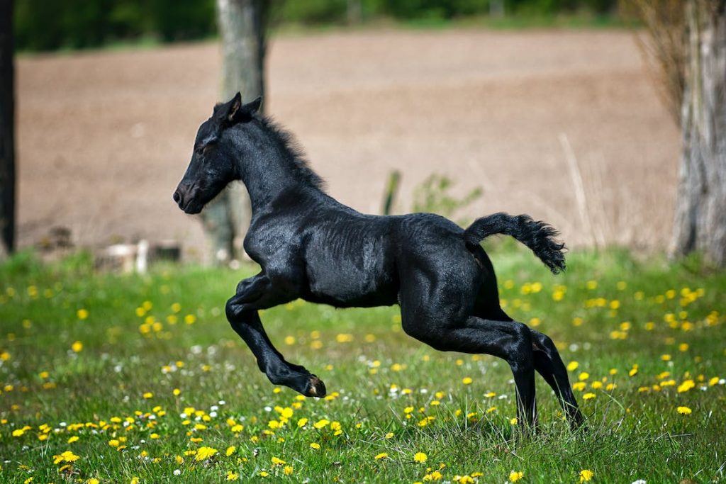 Mare Gestation Calculator